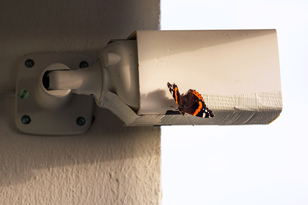 Schmetterling auf Webcam